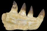 Mosasaur (Prognathodon) Jaw Section - Morocco #115784-3